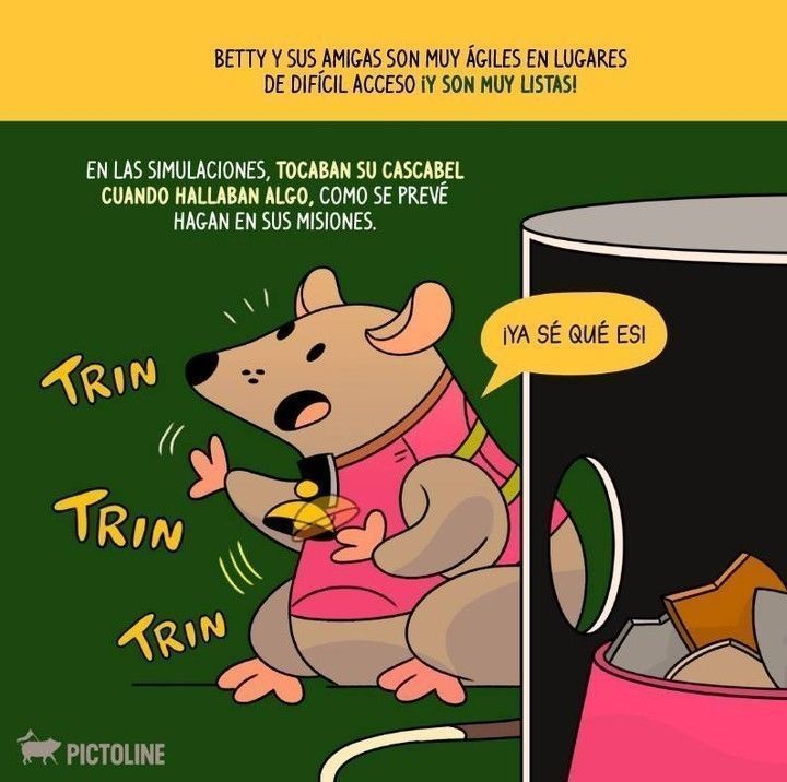 Y en este lunes de no bajón: la historia de Betty y sus amigas, las ratas contra el tráfico ilegal 🐀💕🐀⁣ ⁣ #RatasDetectoras #CombateAlContrabando #RatasHeroínas #RatasAlRescate #RatasDeSeguridad #RatasContraElCrimen #Pictoline