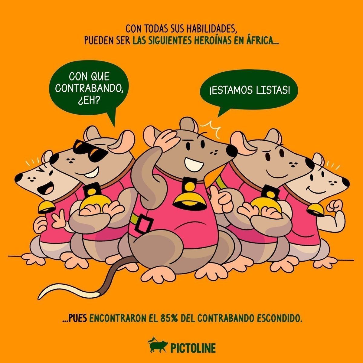 Y en este lunes de no bajón: la historia de Betty y sus amigas, las ratas contra el tráfico ilegal 🐀💕🐀⁣ ⁣ #RatasDetectoras #CombateAlContrabando #RatasHeroínas #RatasAlRescate #RatasDeSeguridad #RatasContraElCrimen #Pictoline