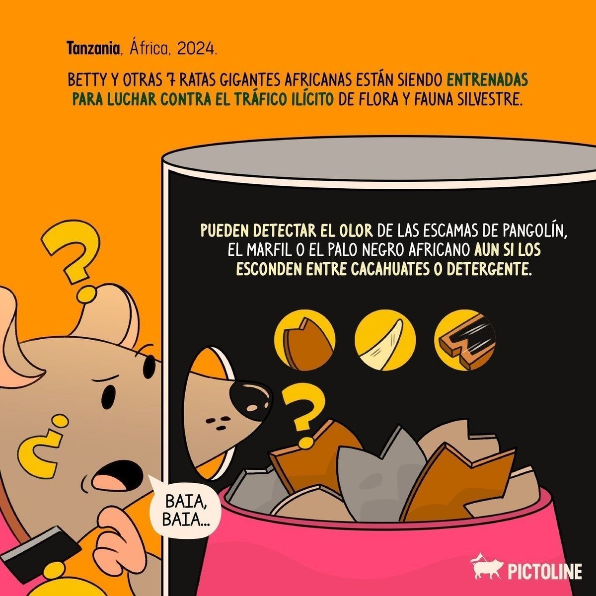 Y en este lunes de no bajón: la historia de Betty y sus amigas, las ratas contra el tráfico ilegal 🐀💕🐀⁣ ⁣ #RatasDetectoras #CombateAlContrabando #RatasHeroínas #RatasAlRescate #RatasDeSeguridad #RatasContraElCrimen #Pictoline