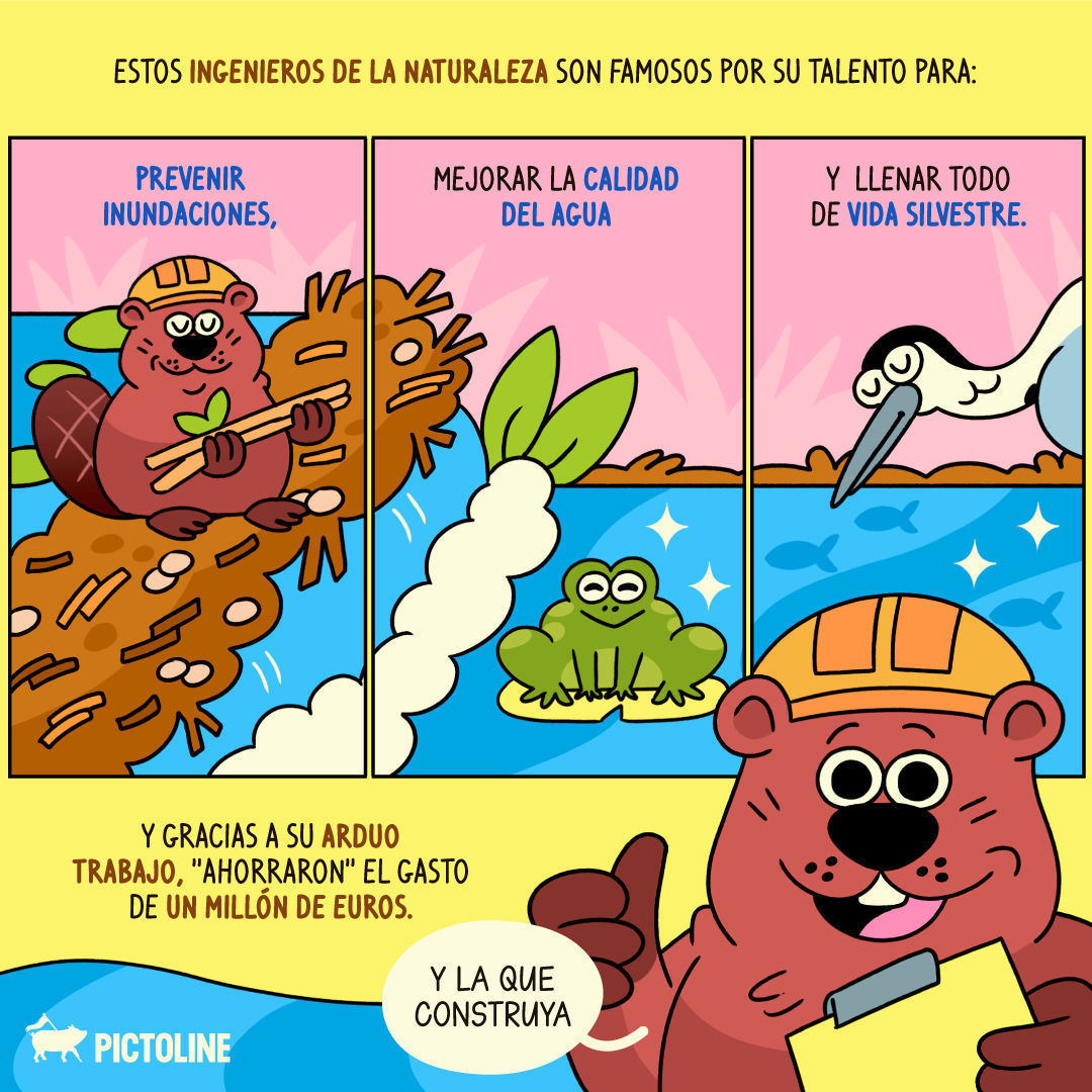 ☝️ Cuando hasta los castores están hartos de la burocracia 🙄🦫⁣ ⁣ #Castores #Ecosistemas #Humedales #VidaSilvestre #AguaLimpia #Naturaleza #Pictoline
