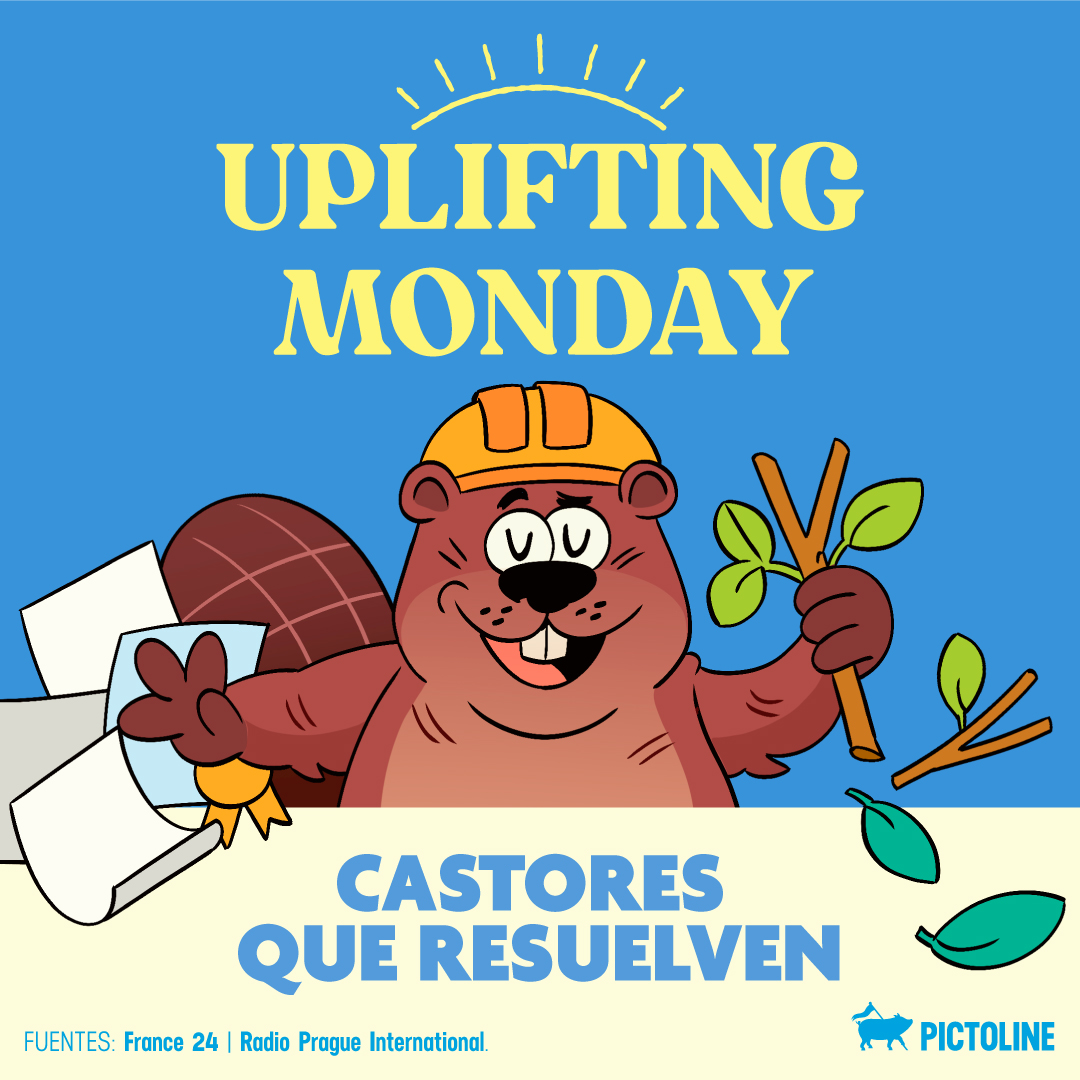 ☝️ Cuando hasta los castores están hartos de la burocracia 🙄🦫⁣ ⁣ #Castores #Ecosistemas #Humedales #VidaSilvestre #AguaLimpia #Naturaleza #Pictoline