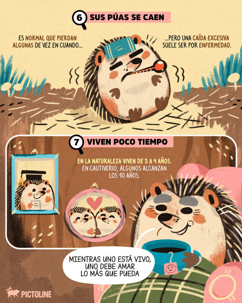 Los queremos mucho, erizos que se hacen bolita si sienten miedo 🦔💙⁣ ⁣ #ErizosAdorables #Erizos #CuteAnimals #DatosCuriosos