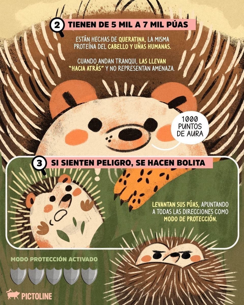 Los queremos mucho, erizos que se hacen bolita si sienten miedo 🦔💙⁣ ⁣ #ErizosAdorables #Erizos #CuteAnimals #DatosCuriosos