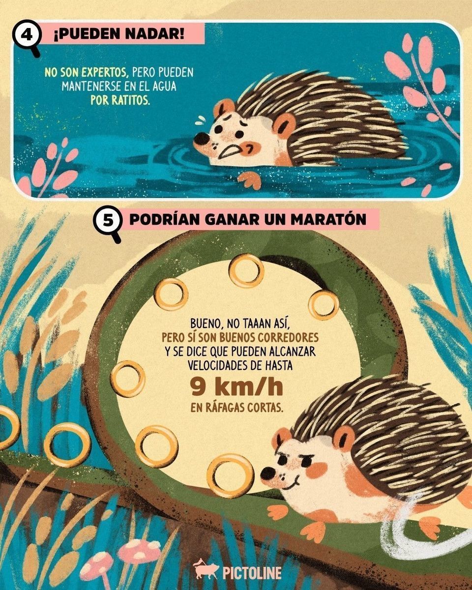Los queremos mucho, erizos que se hacen bolita si sienten miedo 🦔💙⁣ ⁣ #ErizosAdorables #Erizos #CuteAnimals #DatosCuriosos