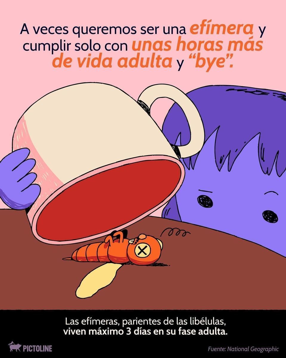 😅❗ Cagarla es fácil; afrontarlo no tanto... 🫣😓 Cuando lo haces 👉 👈 , ¿qué animal te representa más? #perdon #error #datoscuriosos #animales #pictoline