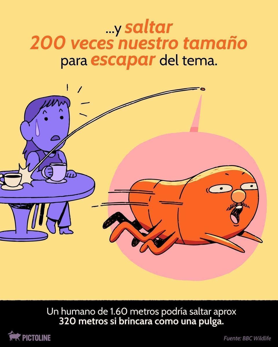 😅❗ Cagarla es fácil; afrontarlo no tanto... 🫣😓 Cuando lo haces 👉 👈 , ¿qué animal te representa más? #perdon #error #datoscuriosos #animales #pictoline