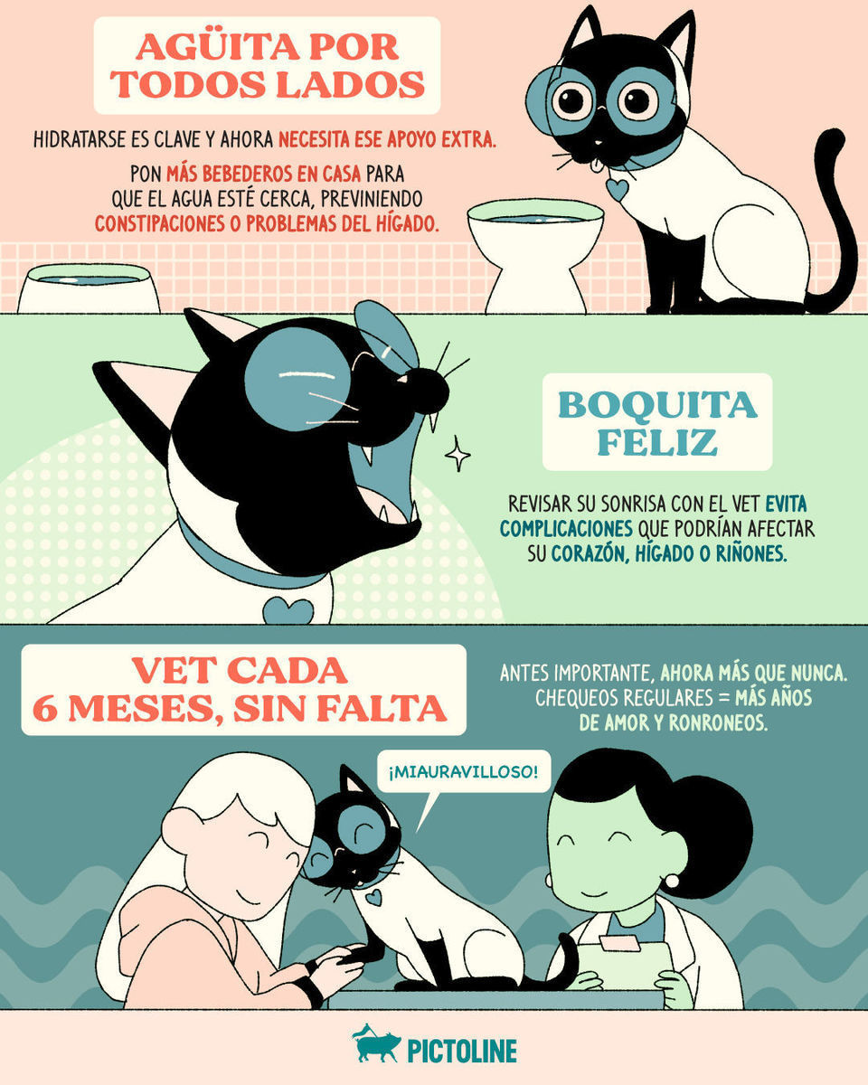 🐱👑 Todo para que mi michi viva su vejez de la forma que yo no podré hacerlo 💀⁣ ⁣ #Michis #CuidadosParaGatos #GatosMayores #GatosSenior #CuidadosFelinos #AmorPorLosMichis #Pictoline