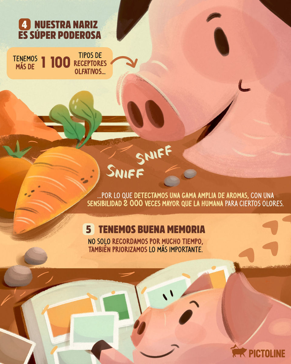 🙄 Eso de sudas como puerco NADA QUE VER… ☝️ ¿Qué otro dato no sabías? 🐷 #puerquilove #cerdosgenios #datosanimales #cerditos #datoscuriosos #inteligenciaanimal #pictoline