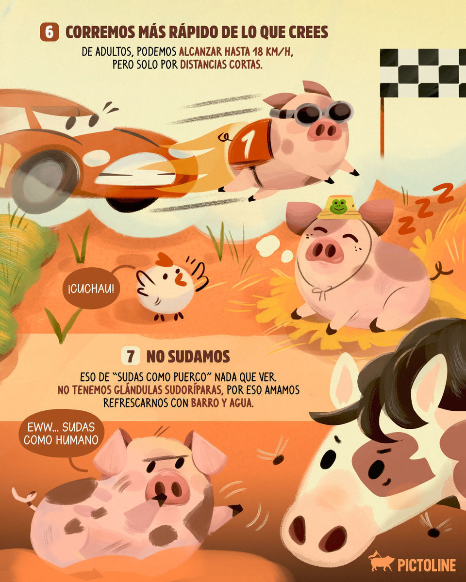 🙄 Eso de sudas como puerco NADA QUE VER… ☝️ ¿Qué otro dato no sabías? 🐷 #puerquilove #cerdosgenios #datosanimales #cerditos #datoscuriosos #inteligenciaanimal #pictoline