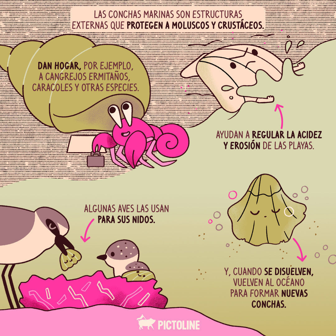Las conchas marinas no son souvenirs, son hogares 🦀🐚 No seas ese tipo de turista, amix 🤞⁣ ⁣ #conchasmarinas #conchasdemar #conchas #mar #medioambiente #notelleveslasconchas #pictoline