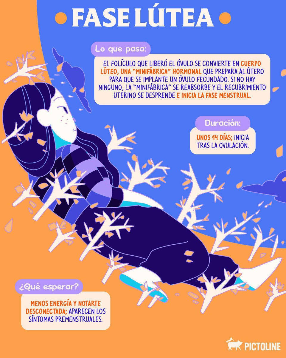Como las estaciones del año, tu cuerpo cambia y eso está bien 🍂🌸 Conocer las fases del ciclo menstrual te ayudará a saber aprovecharlas mejor 🩸 #ciclomenstrual #salud #menstruación #educaciónmenstrual #fasesdelciclo #pictoline