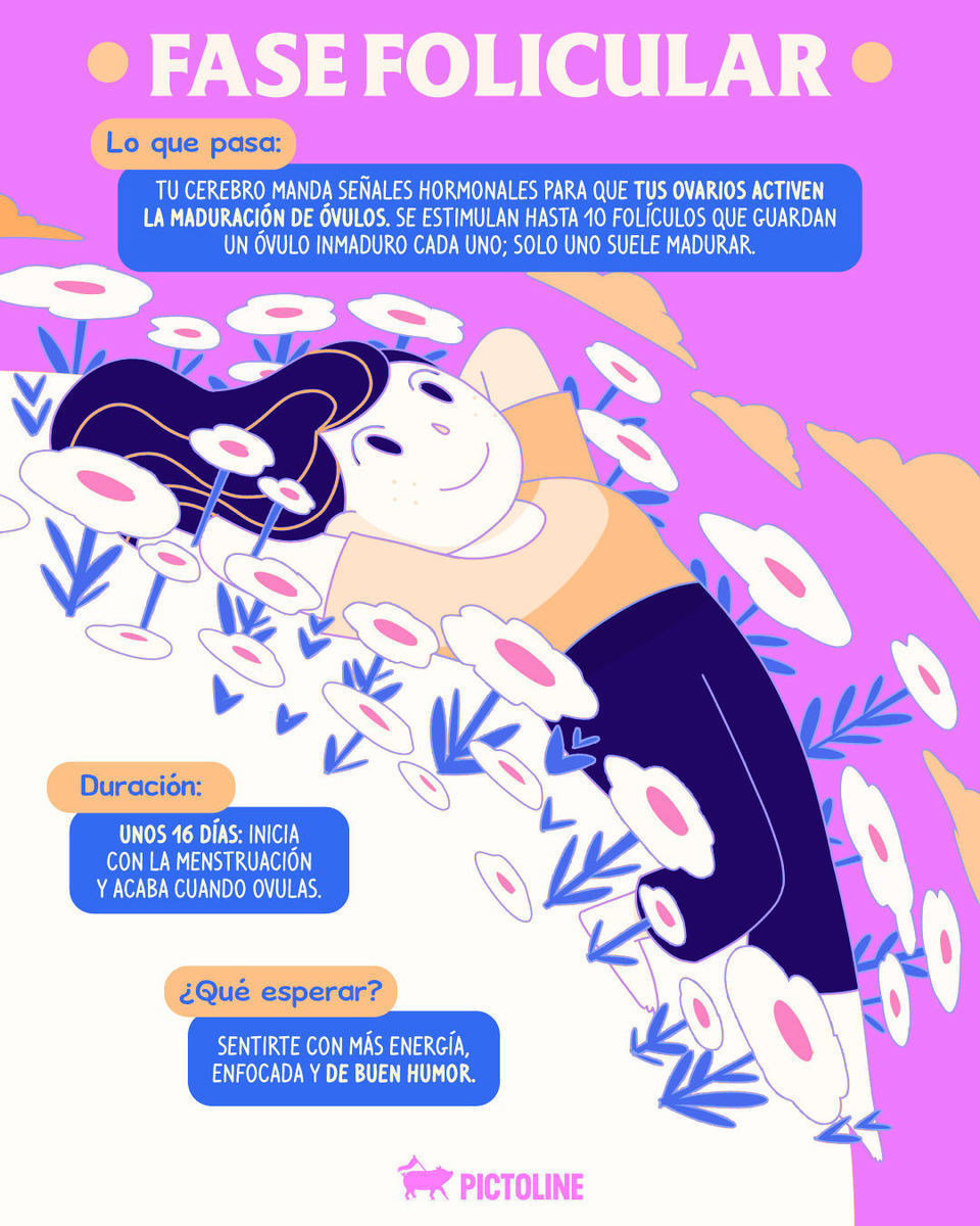 Como las estaciones del año, tu cuerpo cambia y eso está bien 🍂🌸 Conocer las fases del ciclo menstrual te ayudará a saber aprovecharlas mejor 🩸 #ciclomenstrual #salud #menstruación #educaciónmenstrual #fasesdelciclo #pictoline