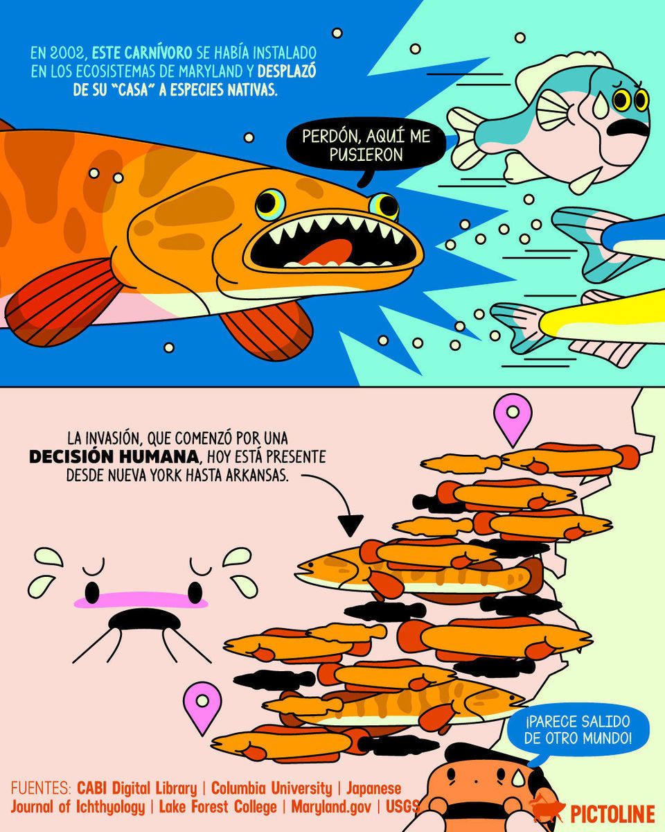 ¿Qué está pasando con el pez cabeza de serpiente que puede respirar y “caminar” fuera del agua? 👀🐟⁣ ⁣ #PezCabezaDeSerpiente #EspecieInvasora #InvasiónAccidental #AlertaEcológica #BiodiversidadEnPeligro #Pictoline