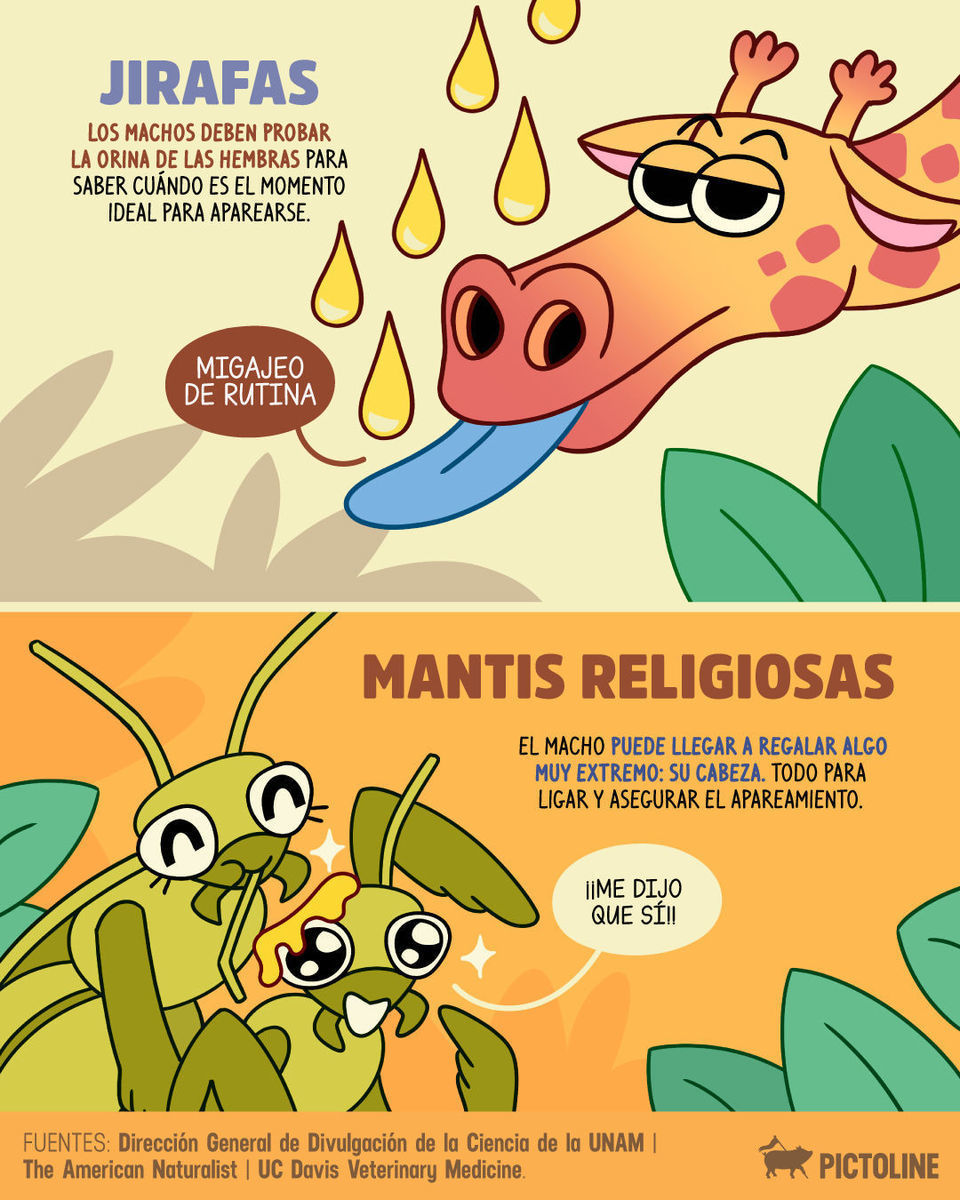 💩 Los mensajes en viernes a las 3 de la mañana tienen la misma energía de los 🦛 ligando... 🌚⁣ ⁣ #animales #humor #parejas #migajero #migajera #migajear #relacionestóxicas #amor #desamor #pictoline