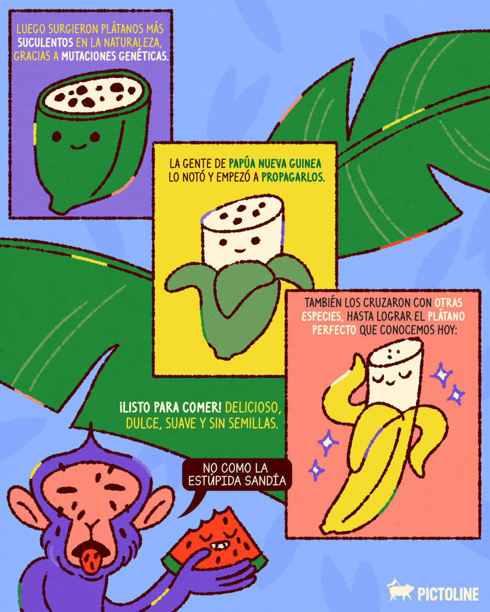 🍌 antes: pura semilla 😮⁣ 🍌 ahora: pura sabrosura ✨⁣ ⁣ #plátano #bananas #frutas #alimentos #agricultura #ciencia #sociedad #comida #glowup #pictoline