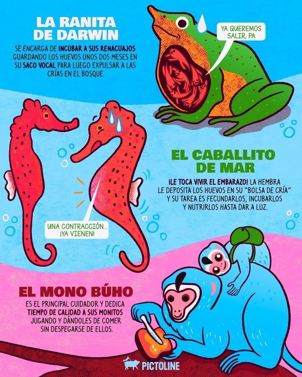 Desde embarazarse hasta cuidar a sus bebés dentro de su boca, estos papás del mundo animal sí que lo dan todo por sus crías 🐸🐒🐧💕⁣ ⁣ #animales #naturaleza #curiosidades #datoscuriosos #animalfacts #papá #díadelpadre #fathersday #pictoline