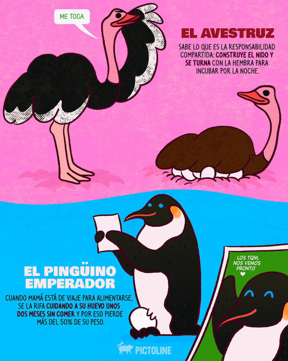 Desde embarazarse hasta cuidar a sus bebés dentro de su boca, estos papás del mundo animal sí que lo dan todo por sus crías 🐸🐒🐧💕⁣ ⁣ #animales #naturaleza #curiosidades #datoscuriosos #animalfacts #papá #díadelpadre #fathersday #pictoline