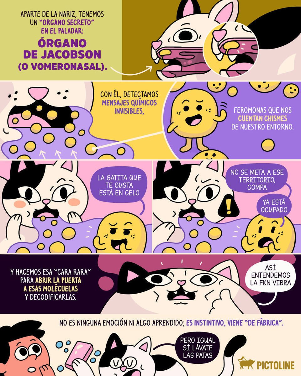 Tu michi no te critica cuando pone esa cara "de asco"; analiza feromonas y se entera de cosas 🌿😺⚛️⁣ ⁣ #gatos #flehmen #biología #ciencia #nature #cats #catlover #pets #mascotas #pictoline