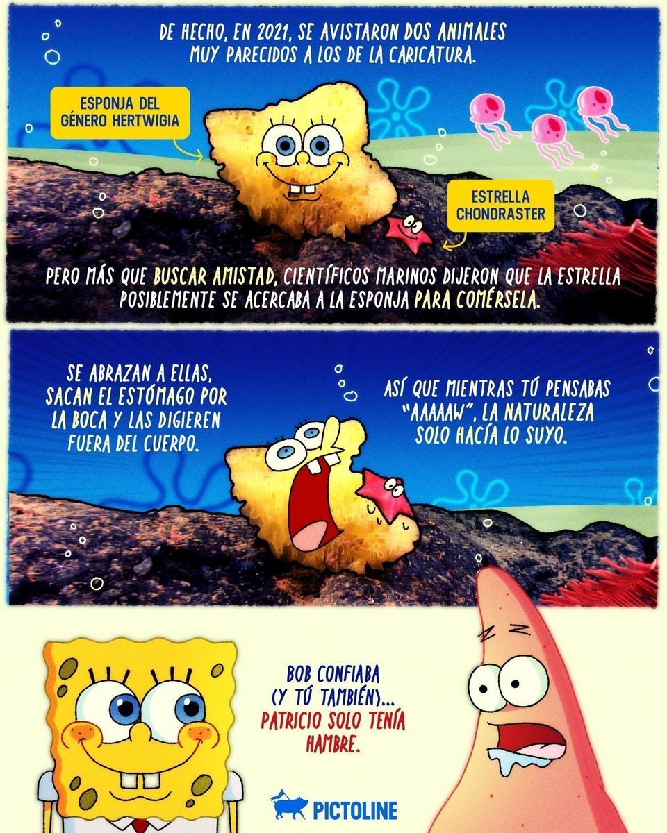 ¿Bob Esponja y Patricio Estrella podrían ser en la naturaleza tan amigos como nos los han pintado? 🍍🧽 🪨🪸 #amigos #amistad #familia #friends #bobesponja #patricioestrella #buceo #underwater #ocean #naturaleza #animales #vidamarina #biologia #pic