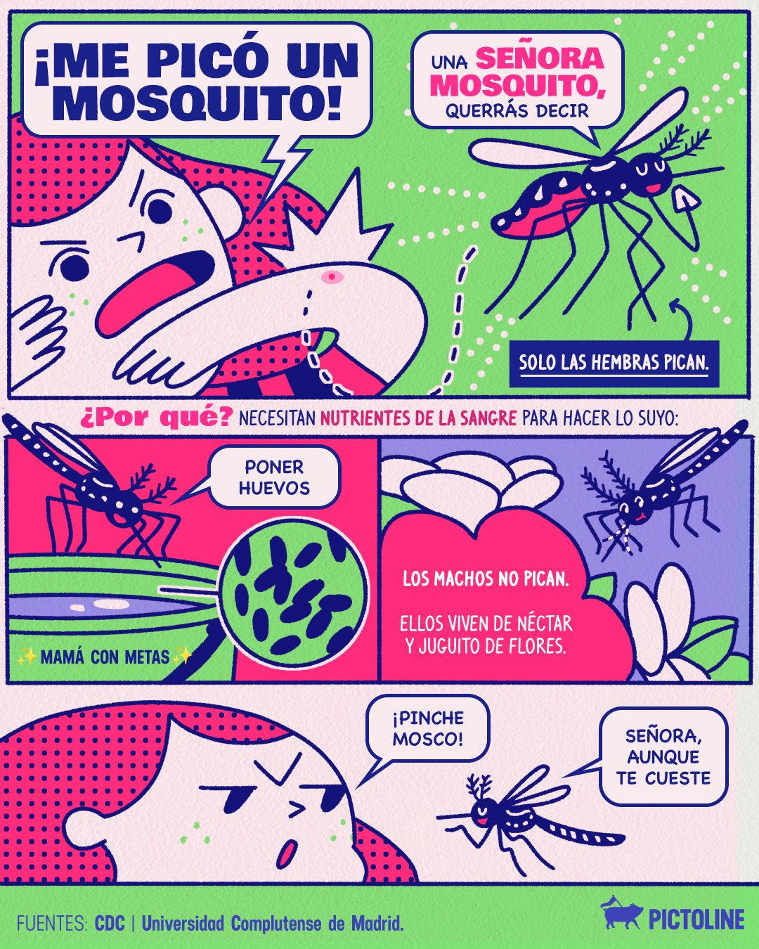 👏😠 ¿Te picó un mosquito? Pues no, no fue un mosquitO… 🩸🦟⁣ ⁣ #mosquitos #mosquito #mosquitobites #insectos #nature #animales #medioambiente #ciencia #Pictoline