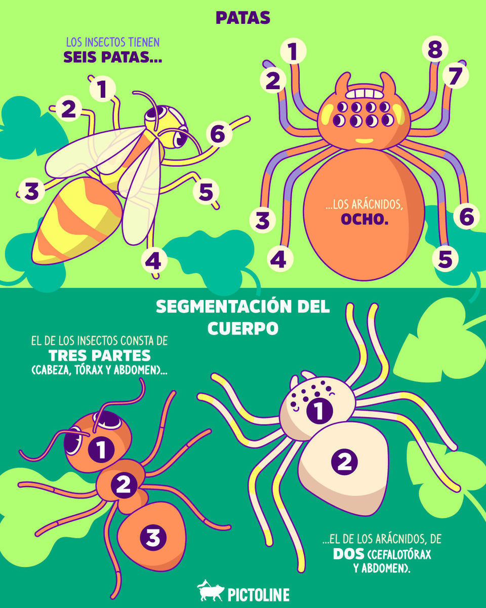 🪲 Patas, pelitos, piquetes no siempre son sinónimos de insectos… 🕷️🕸️⁣ ⁣ #araña #arácnidos #insectos #animales #naturaleza #ciencia #spiders #pictoline⁣