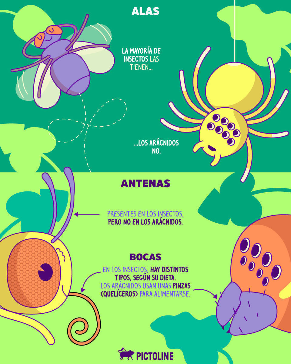 🪲 Patas, pelitos, piquetes no siempre son sinónimos de insectos… 🕷️🕸️⁣ ⁣ #araña #arácnidos #insectos #animales #naturaleza #ciencia #spiders #pictoline⁣