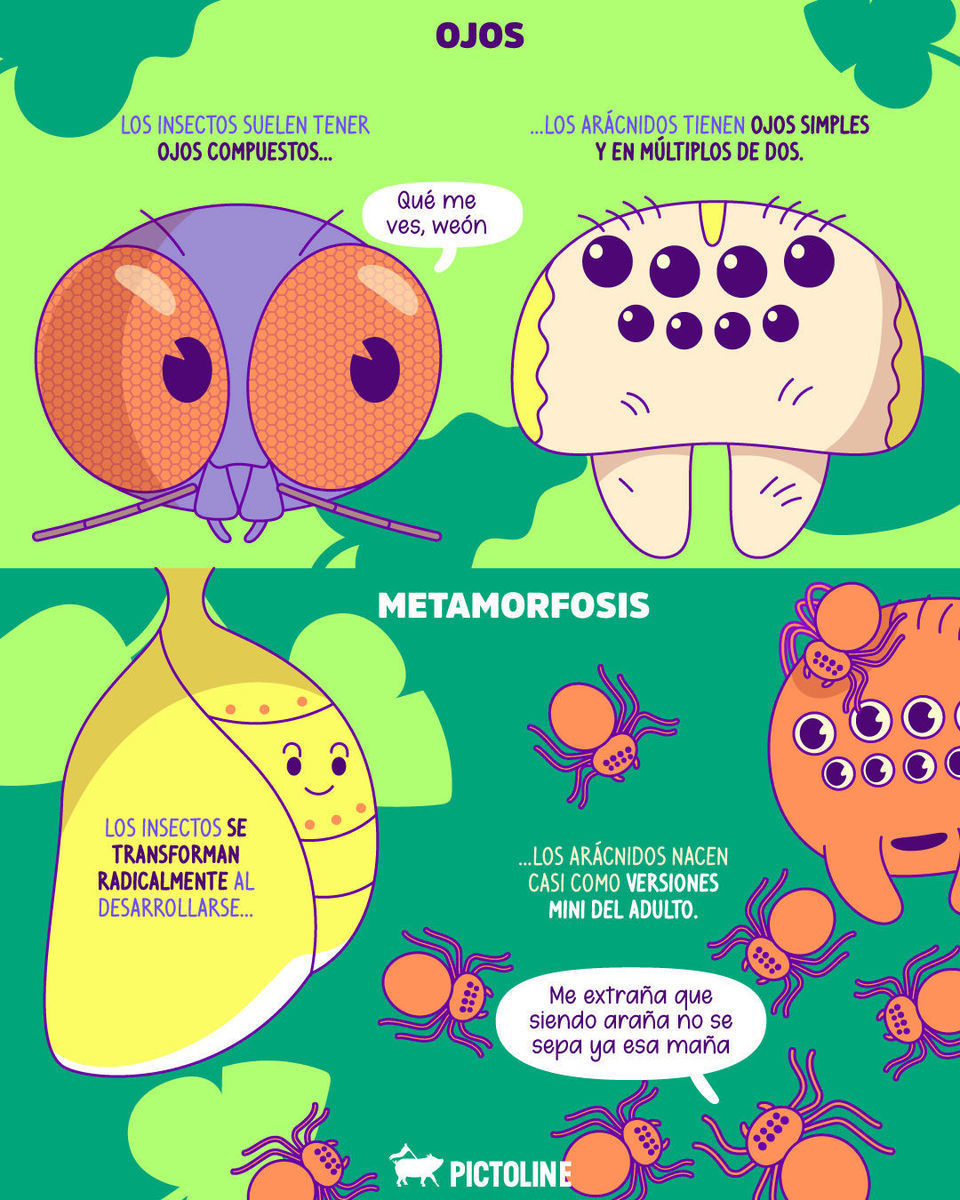 🪲 Patas, pelitos, piquetes no siempre son sinónimos de insectos… 🕷️🕸️⁣ ⁣ #araña #arácnidos #insectos #animales #naturaleza #ciencia #spiders #pictoline⁣