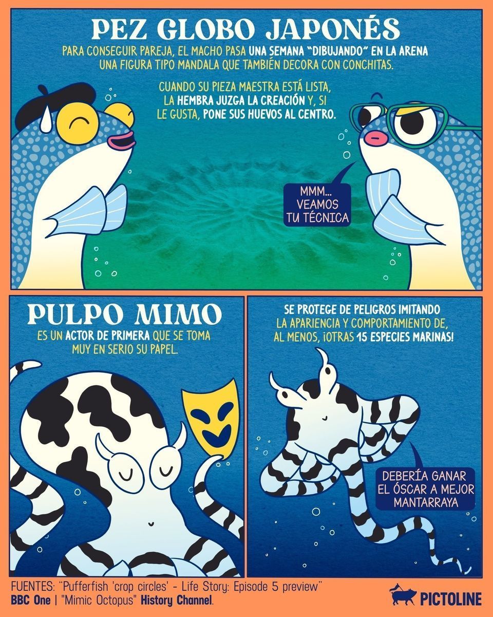 🪄🎻 ¿Cómo que existe un cangrejo violinista y un pulpo actor? 🐙🎭 El mundo animal rifándose con arte y tú sin poder arreglar tu pieza de cerámica 😅 #arte #animales #mundoanimal #datoscuriosos #curiosidades #animalartist #pictoline