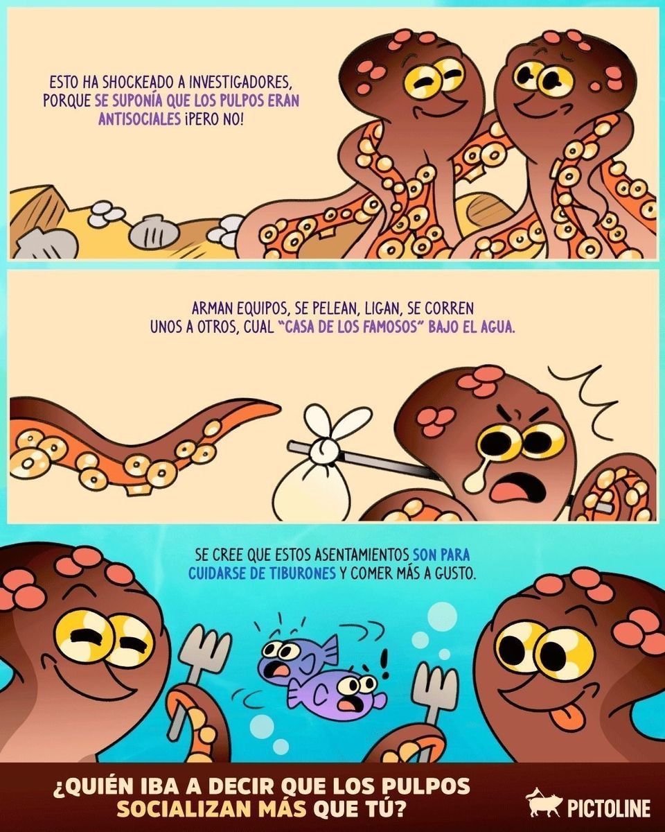 ¡Ciudades marinas construidas por PULPOS! 🐙🏠🪸🐙🐚🐙 100% real, no fake 🤿⁣ ⁣ #pulpo #octopus #ocean #animales #vidamarina #naturaleza #pulpos #pictoline