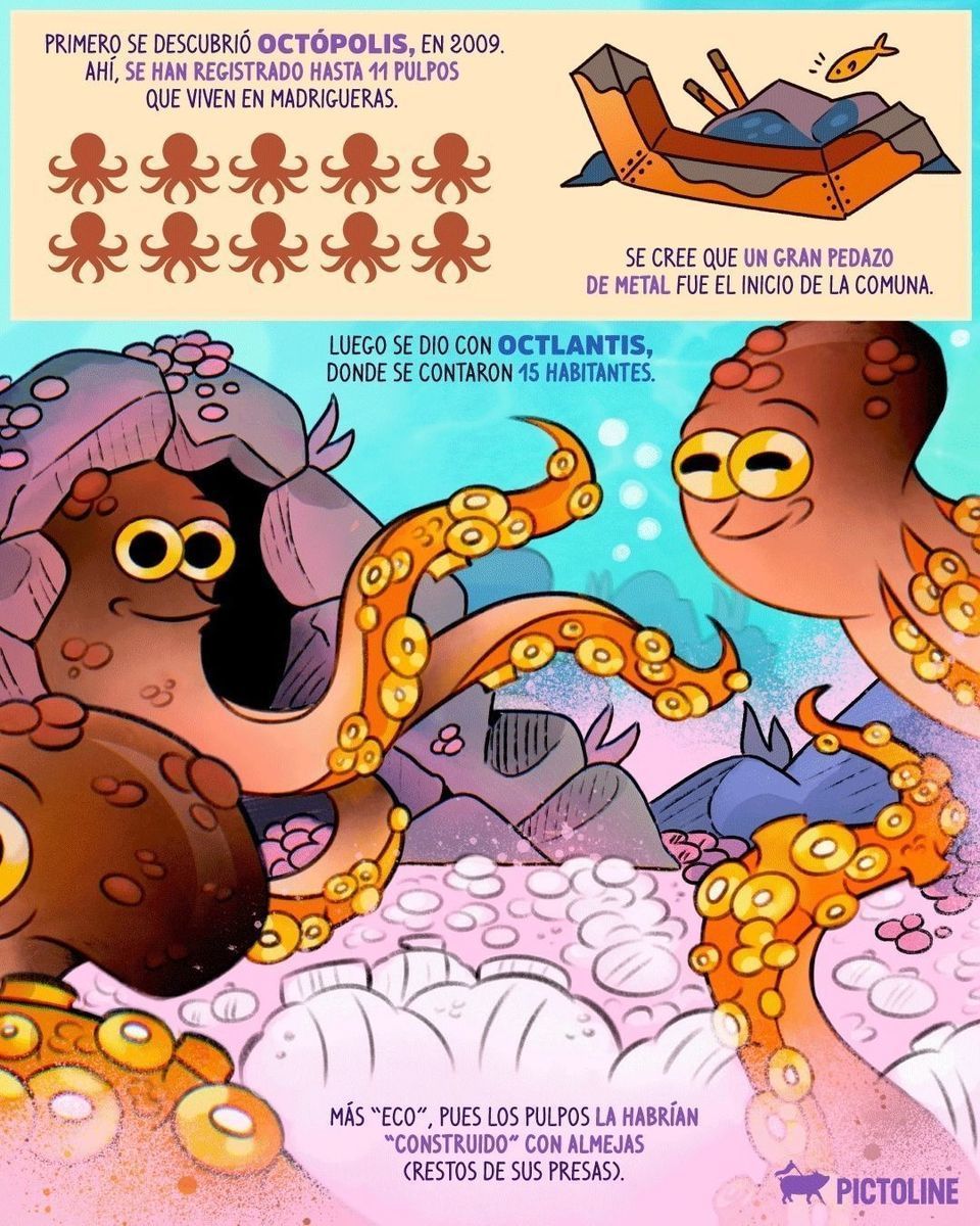 ¡Ciudades marinas construidas por PULPOS! 🐙🏠🪸🐙🐚🐙 100% real, no fake 🤿⁣ ⁣ #pulpo #octopus #ocean #animales #vidamarina #naturaleza #pulpos #pictoline