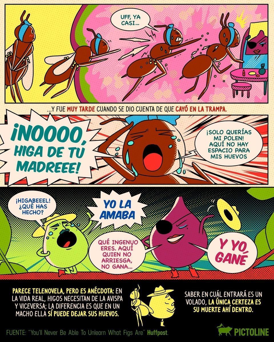 Una historia de amor, desenfreno y traición donde la muerte es la única certeza 🍐🦟🍐 Chismecito científico que sí querrás saber 👀 #higos #avispadelhigo #entomología #biología #higo #avispas #organico #ciclodelavida #naturaleza #insectos #nature