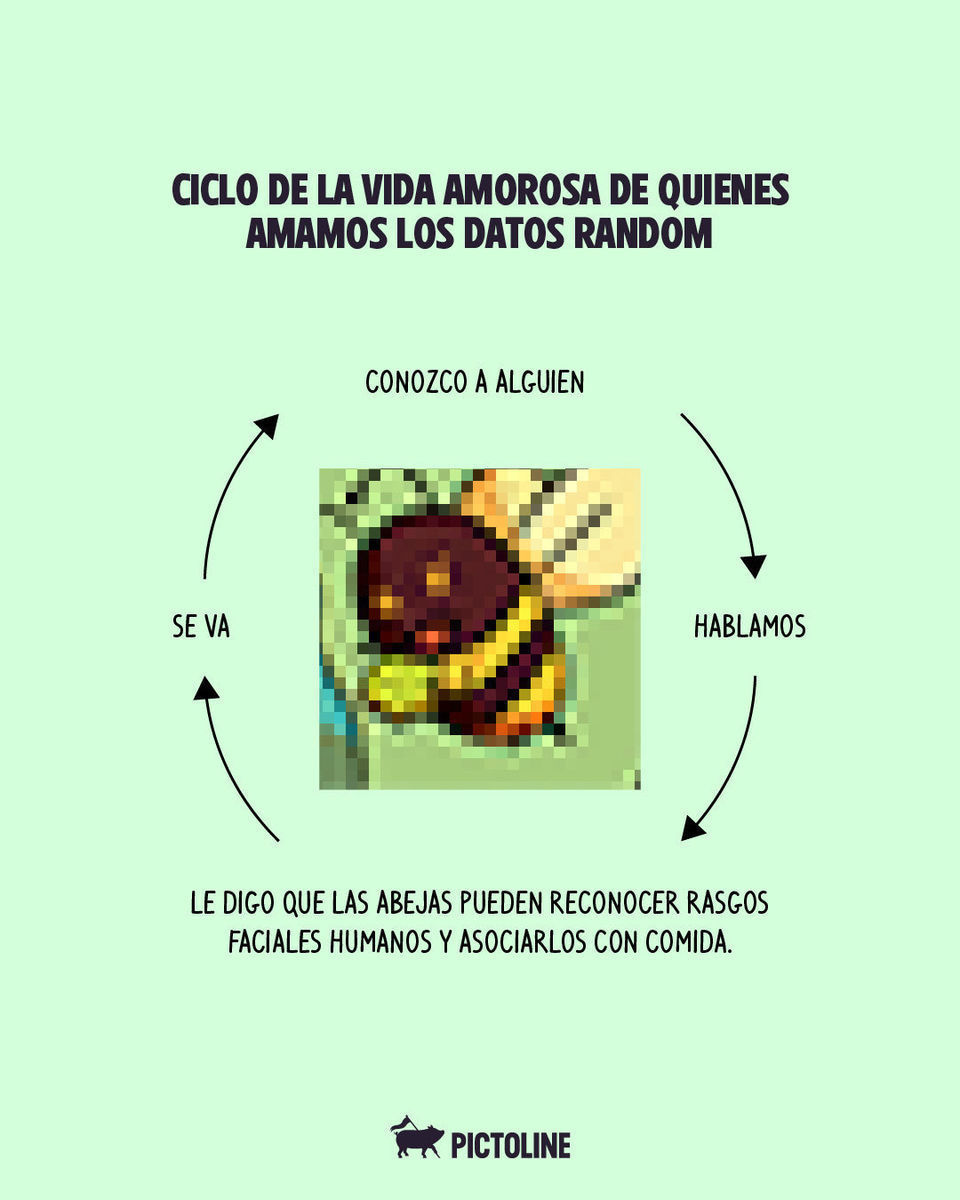 No habrá segunda cita, pero ya sabe todos esos datos random que AMOO 🤓🤌⁣ ⁣ #funfacts #datoscuriosos #memes #animales #pictoline