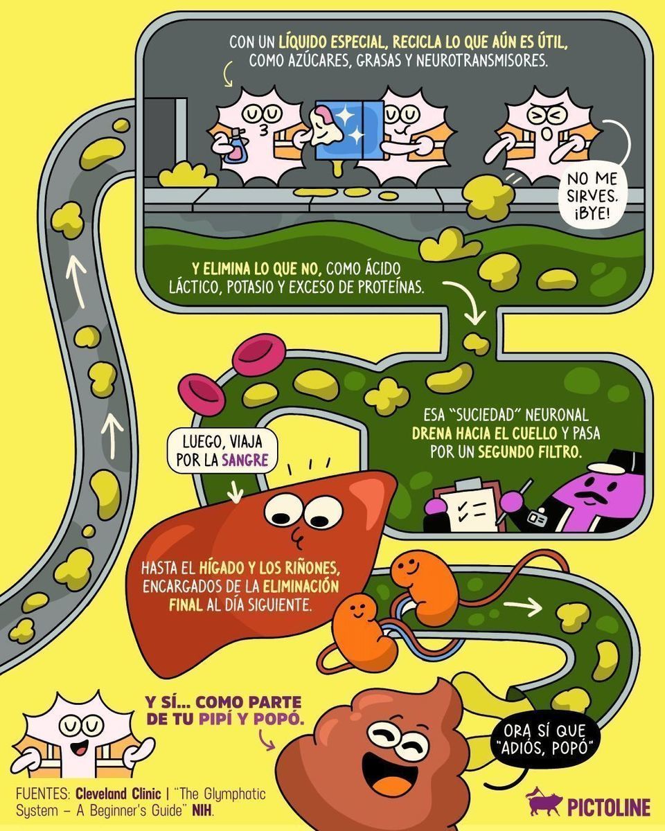 🧠💭 Cosas que nunca hubieras imaginado: que tu cerebro también hace 💩🚽⁣ ⁣ #cerebro #cerebroactivo #ciencia #sueño #curiosidades #funfacts #pictoline