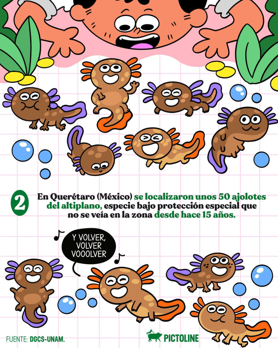 💛 Buenas noticias para arrancar el mes 🌱⁣ ⁣ #buenasnoticias #esperanza #febrero #salud #ciencia #cancer #ajolote #tortugas #actualidad #pictoline