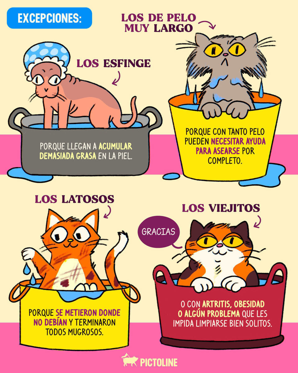 🧼🙀 Si hoy les toca baño, mañana les toca terapia 😿😅 #gatos #gatitos #michi #cats #estres #higiene #baño #mascotas #pictoline