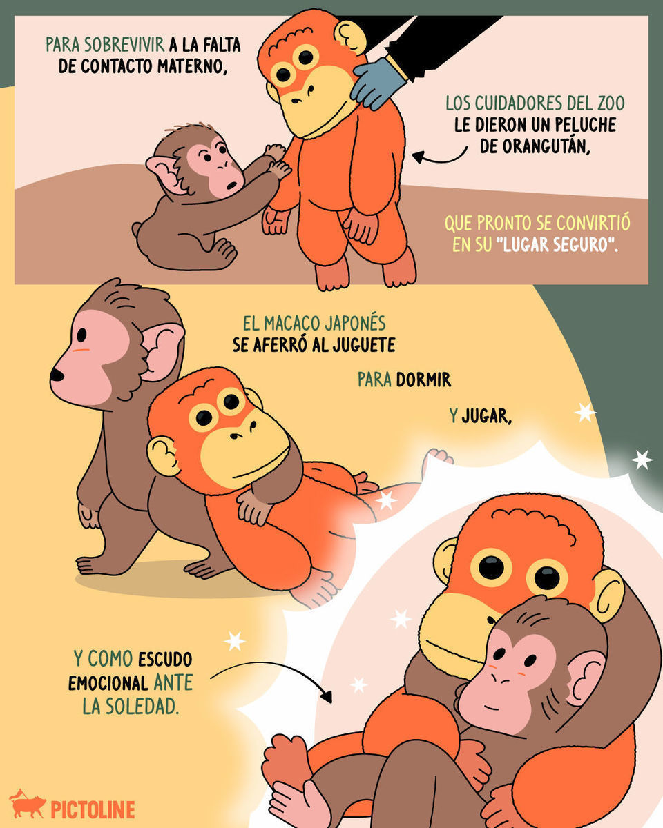 ¿También lloraste por Punch? 🥹 Aquí el storytime de tooodo lo que ha pasado al lado de su peluche 🧸🐒 ⁣ ⁣ #punch #animales #apego #mono #pictoline
