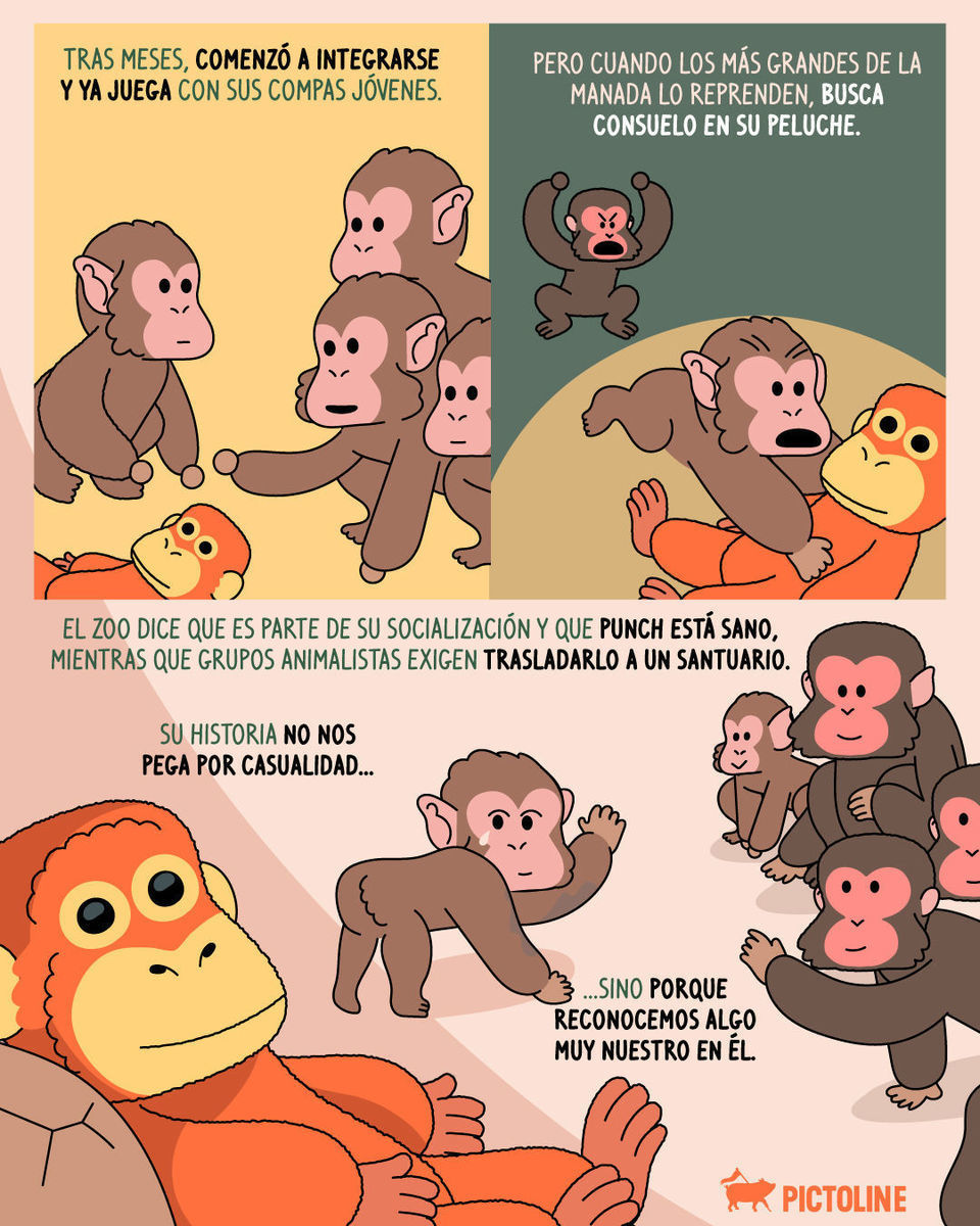 ¿También lloraste por Punch? 🥹 Aquí el storytime de tooodo lo que ha pasado al lado de su peluche 🧸🐒 ⁣ ⁣ #punch #animales #apego #mono #pictoline