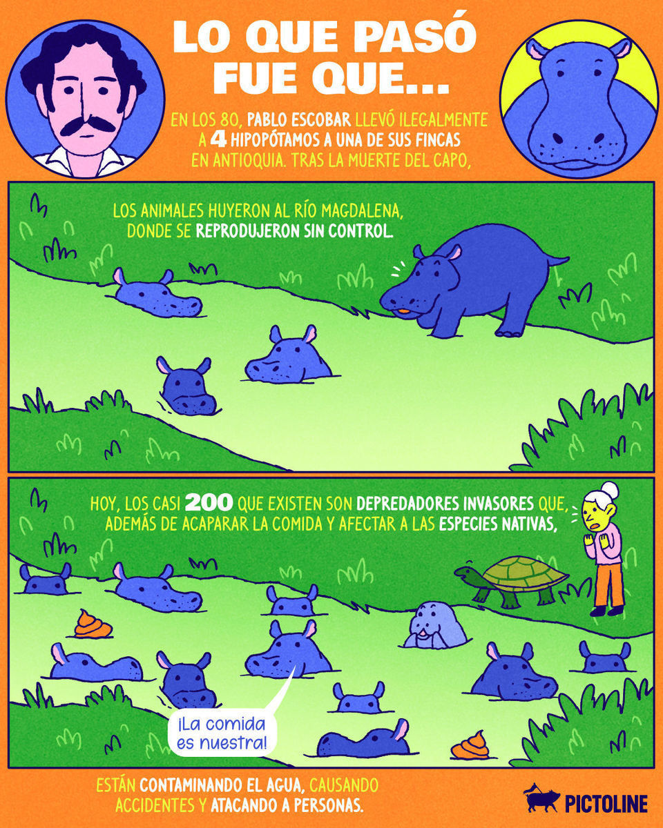 El caso de los hipopótamos en Colombia se está descontrolando, pero ¿tú qué opinas? 🦛🇨🇴🔍⁣ ⁣ #colombia #animales #hipopotamos #leyes #pictoline