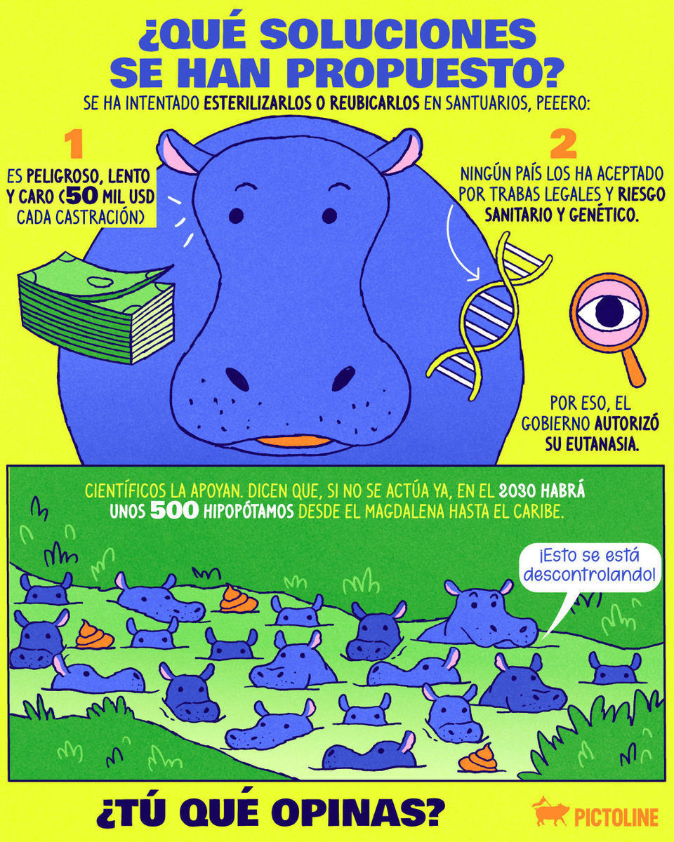 El caso de los hipopótamos en Colombia se está descontrolando, pero ¿tú qué opinas? 🦛🇨🇴🔍⁣ ⁣ #colombia #animales #hipopotamos #leyes #pictoline