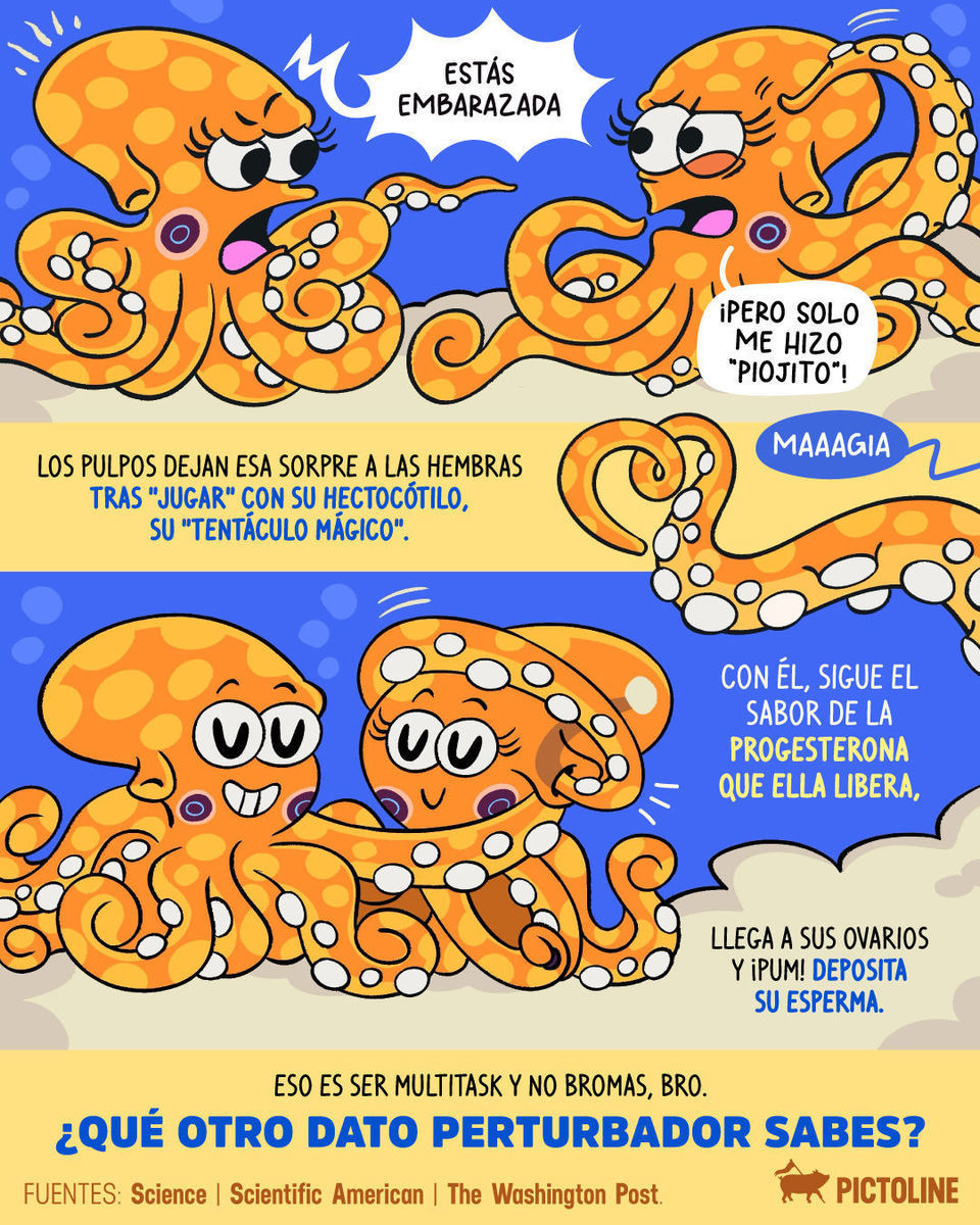 🐙 Y el pulpo: “deja te hago unas cosquillitas nomás” 👁️🫦👁️ #animales #datoscuriosos #octopus #curiosidades #reinoanimal #pictoline