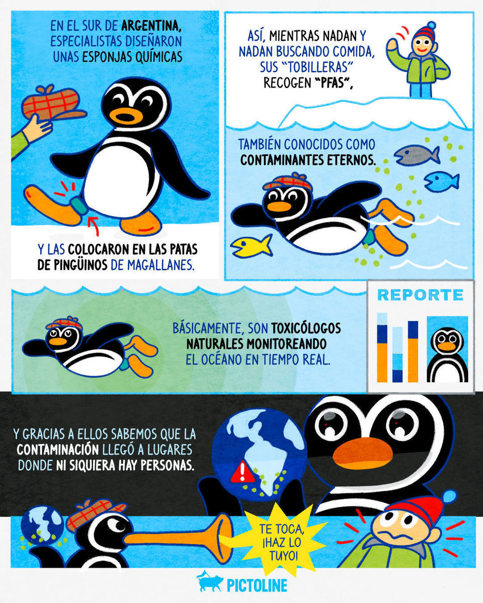 Pingüinos del fin del mundo evitando el fin del mundo 🐧⁣ ⁣ #animales #pinguinos #ciencia #contaminacion #argentina #oceano #medioambiente #pictoline