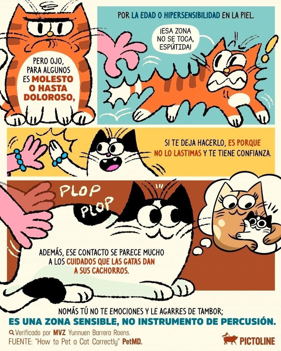 ¿Qué tanto le gustan las palmaditas a tu michi? 😸😾⁣ ⁣ #gatos #michis #cats #mascotas #salud #veterinaria #trending #mascotasfelices #pictoline